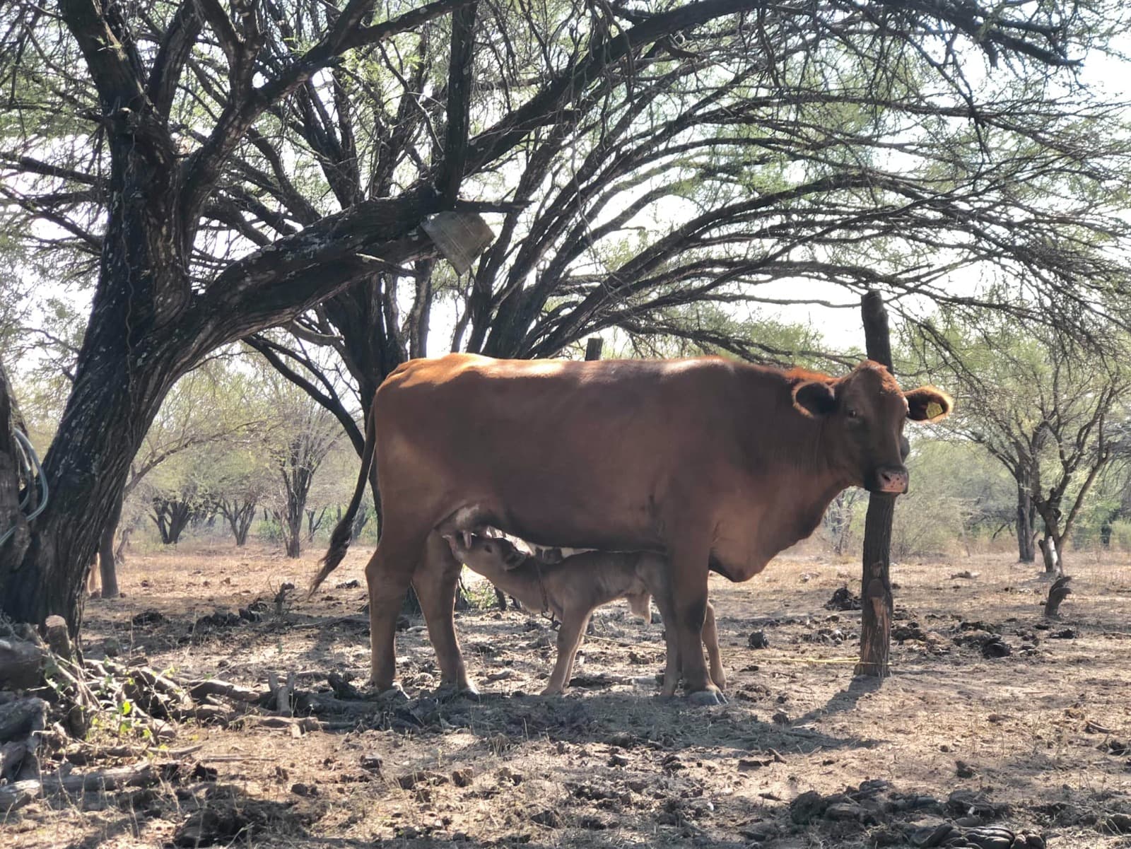 Se dispara gusano barrenador; suben casos a 57: SDR
