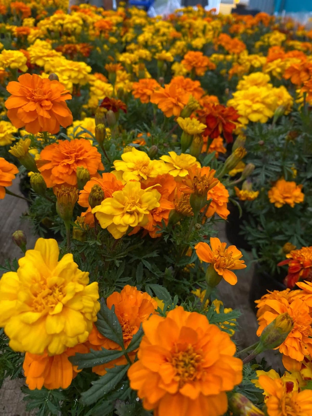 Se alista vivero para ofrecer de plantas del cempasúchil 