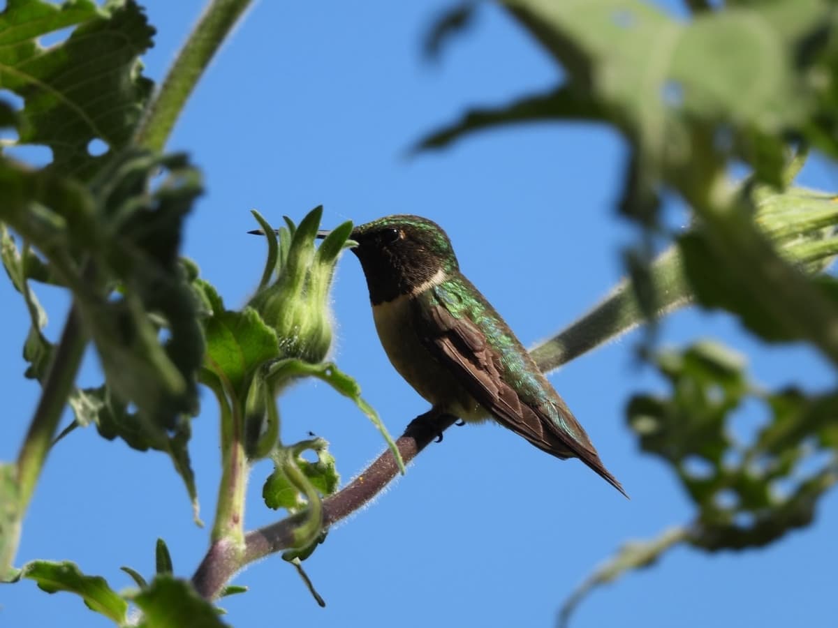 Protege Tamaulipas rutas naturales del colibrí de garganta rubí