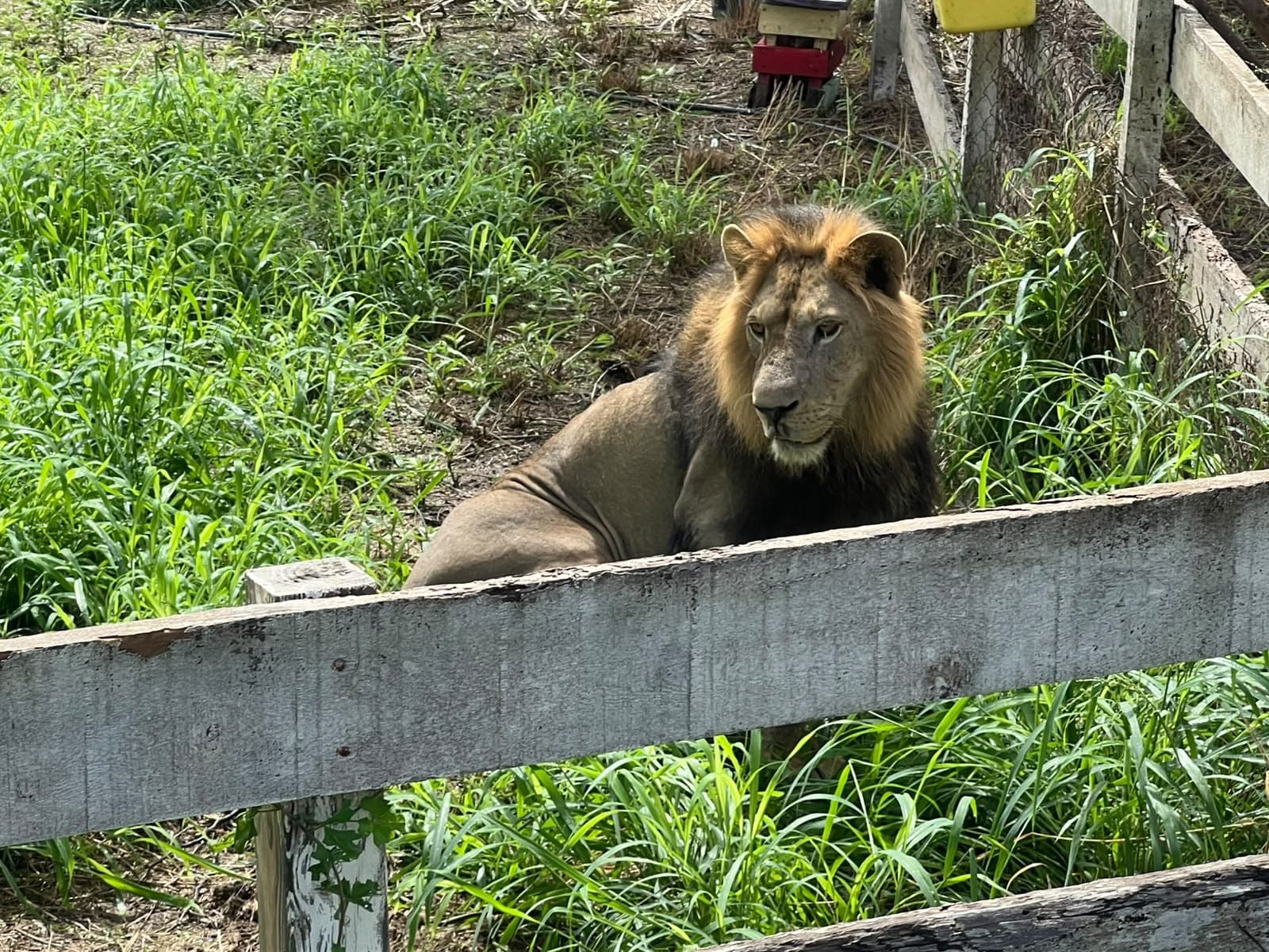 Felino fue asegurado en el Ejido La Bartolina