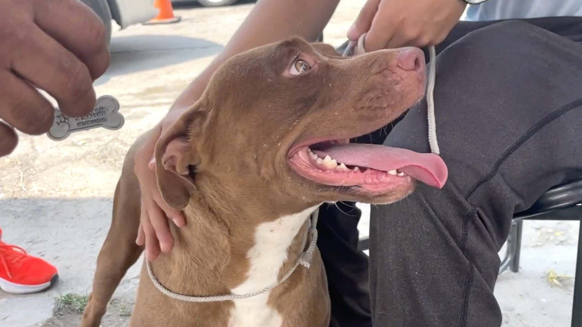 Veterinarios recomendaron vacunar a perros y gatos