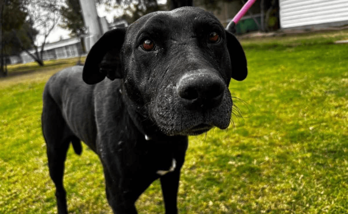 Senado aprueba Ley General de Bienestar Animal