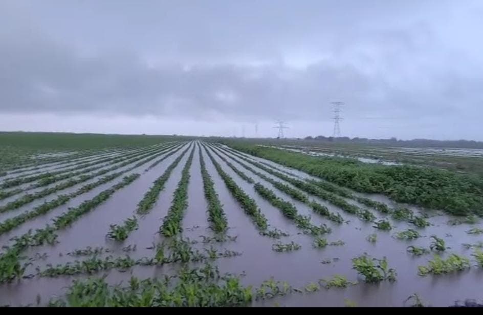 Lluvias mitigan sequia a la región
